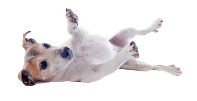 Happy stray dog lying down