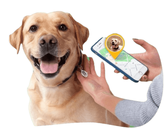 Hand holding phone scanning Strayyo QR code